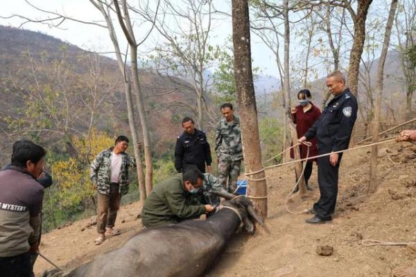 叔侄俩“斥巨资”给牛做“亲子鉴定”,这是啥情况? 叔侄俩“斥巨资”给牛做“亲子鉴定”,这是啥情况?