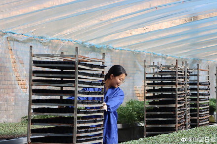 90后女大学生回乡做育苗人