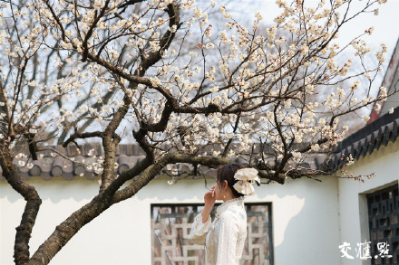 气温回升,南京玄武湖公园樱花绽放 气温回升,南京玄武湖公园樱花绽放