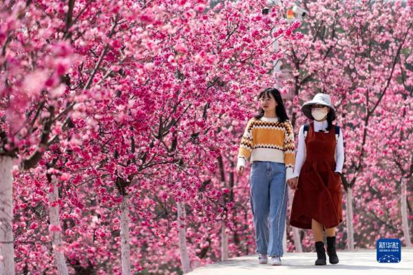 云南宜良：樱花烂漫 灿若云霞