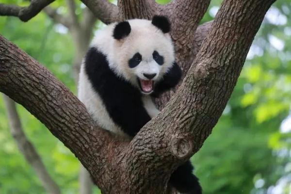 网红大熊猫在上海三甲医院做CT？是真的，还要动手术！