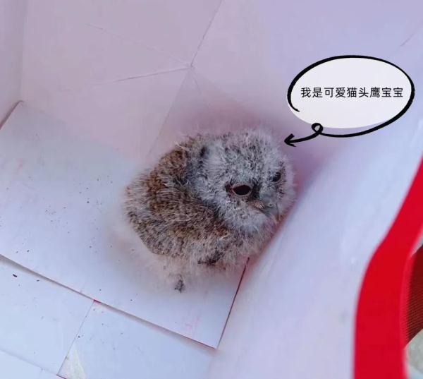 南海一街坊在公园散步时，居然“捡”到呆萌猛禽？