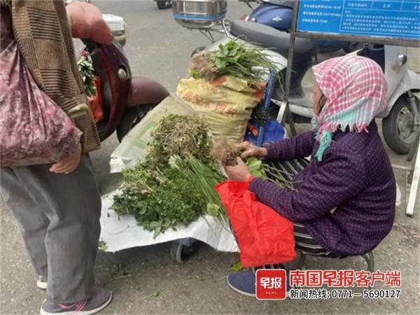 春天到了，不少人沉迷挖野菜？当心中毒！