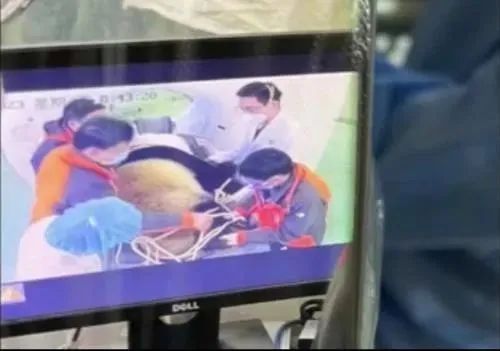 网红大熊猫在上海三甲医院做CT？是真的，还要动手术！