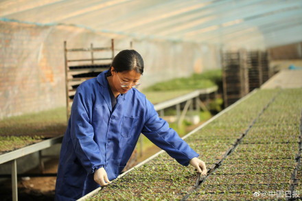 90后女大学生回乡做育苗人