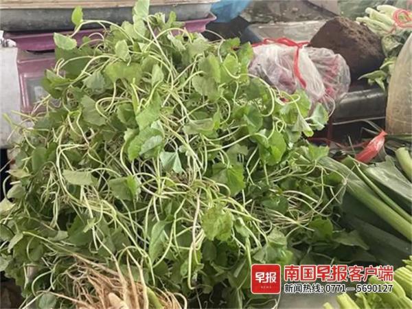 春天到了，不少人沉迷挖野菜？当心中毒！