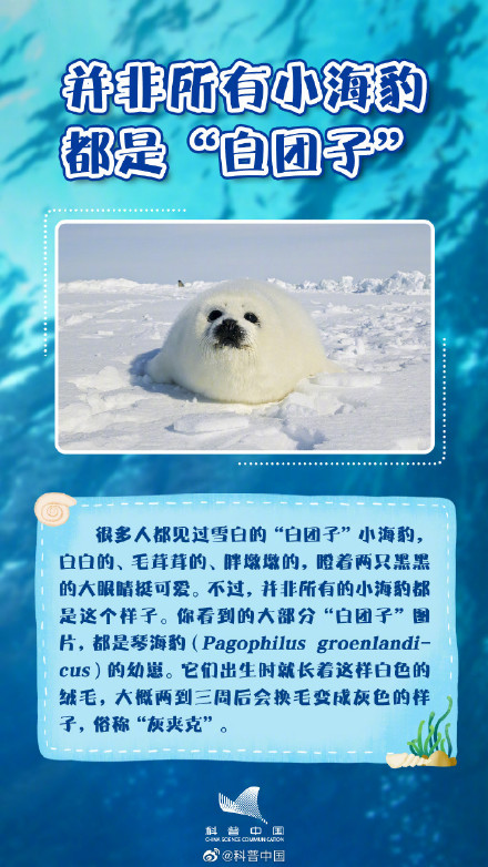 你知道吗？海豹并不都生活在海里