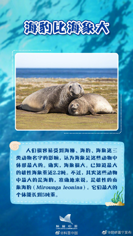 你知道吗？海豹并不都生活在海里