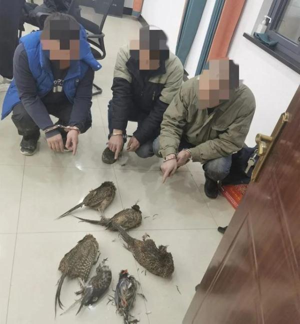 非法狩猎5只野鸡、1只斑鸠、1只红嘴蓝鹊，3人被民警当场查获