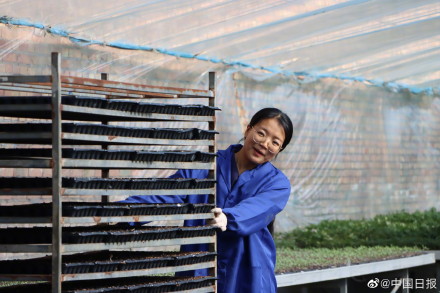 90后女大学生回乡做育苗人