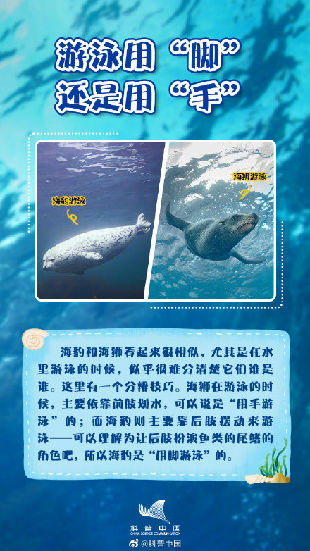 你知道吗？海豹并不都生活在海里