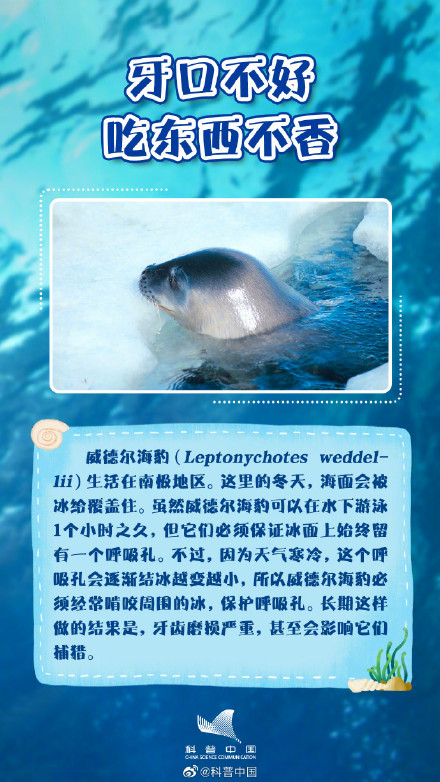 你知道吗？海豹并不都生活在海里