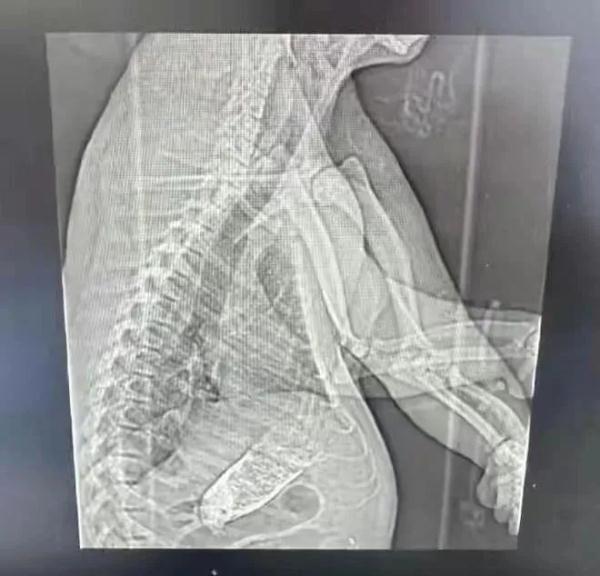 网红大熊猫在上海三甲医院做CT？是真的，还要动手术！