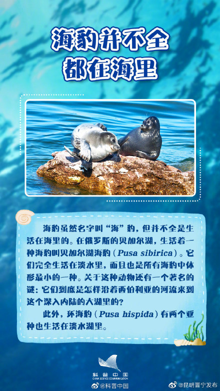 你知道吗？海豹并不都生活在海里