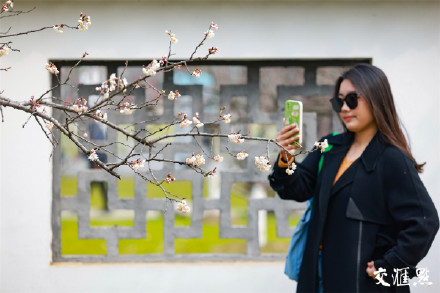 气温回升,南京玄武湖公园樱花绽放 气温回升,南京玄武湖公园樱花绽放