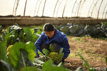 90后女大学生回乡做育苗人