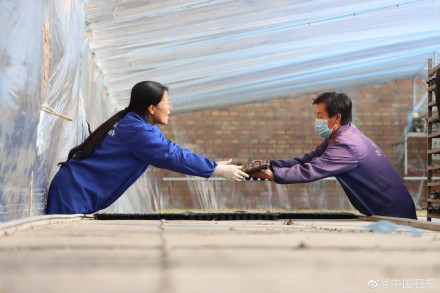 90后女大学生回乡做育苗人