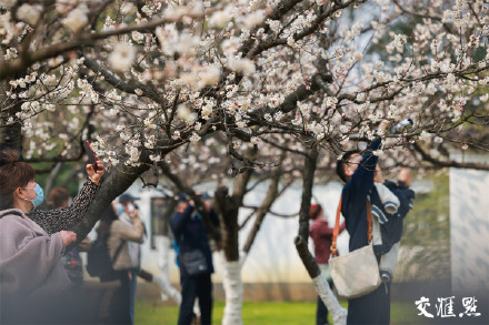 气温回升,南京玄武湖公园樱花绽放 气温回升,南京玄武湖公园樱花绽放