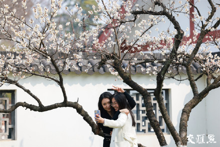 气温回升,南京玄武湖公园樱花绽放 气温回升,南京玄武湖公园樱花绽放