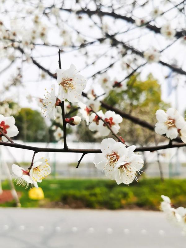 最高20℃+!上海的春天真的要来了? 最高20℃+!上海的春天真的要来了?