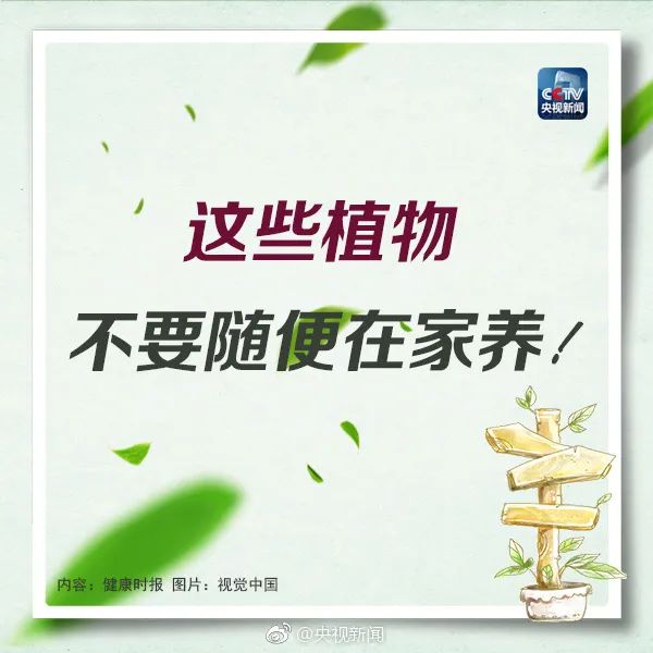 这种植物有毒！你家花盆里可能有