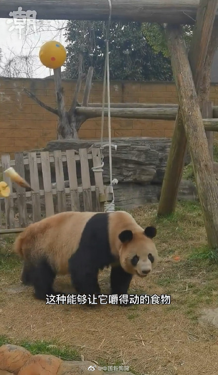 饲养员谈如何照顾年长的丫丫们