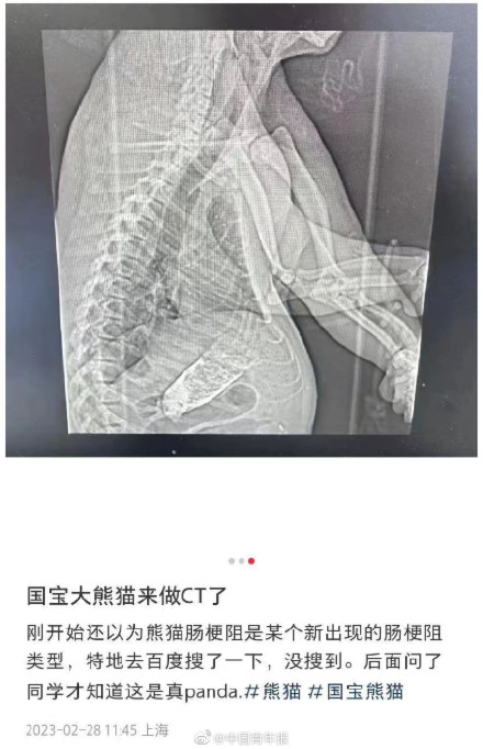 大熊猫七七患肠梗阻 官方回应病情