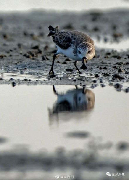 世界濒危鸟种—勺嘴鹬 世界濒危鸟种—勺嘴鹬