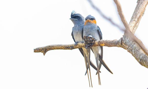 可可爱爱！筑“最小鸟巢”的凤头雨燕进入繁殖期