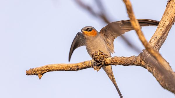 可可爱爱！筑“最小鸟巢”的凤头雨燕进入繁殖期