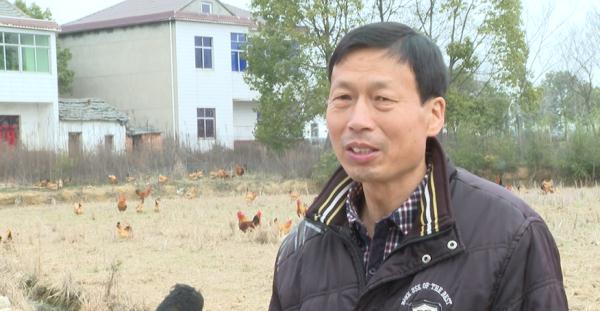 庐江：给土鸡戴“眼镜”、建“健身场”！这个操作厉害了！