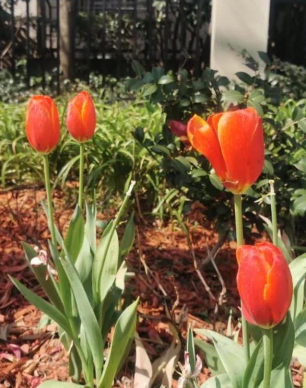 最高20℃+!上海的春天真的要来了? 最高20℃+!上海的春天真的要来了?