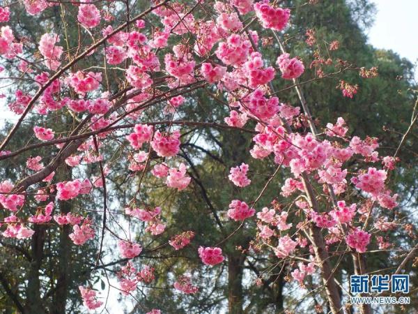 1643株!昆明的花真是开得没完没了 1643株!昆明的花真是开得没完没了