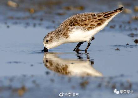世界濒危鸟种—勺嘴鹬 世界濒危鸟种—勺嘴鹬