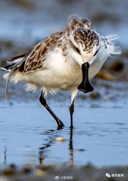 世界濒危鸟种—勺嘴鹬 世界濒危鸟种—勺嘴鹬