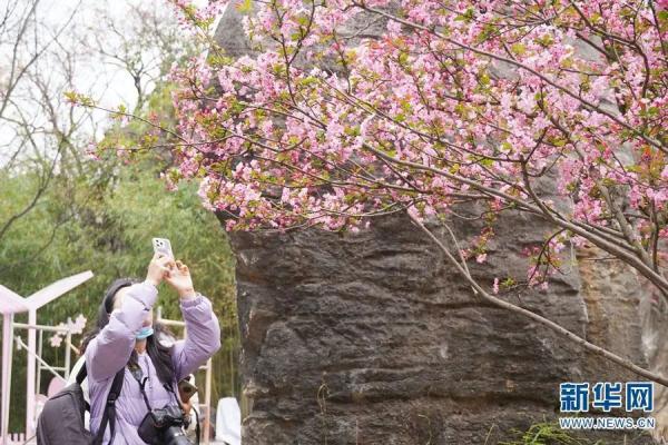 1643株!昆明的花真是开得没完没了 1643株!昆明的花真是开得没完没了