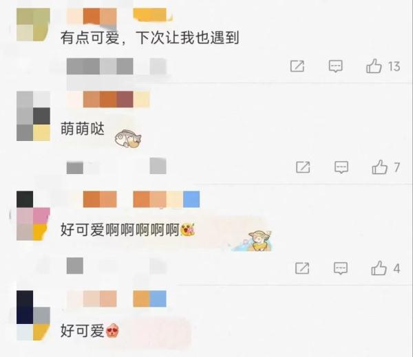 时隔6年再现身，可爱到没朋友！