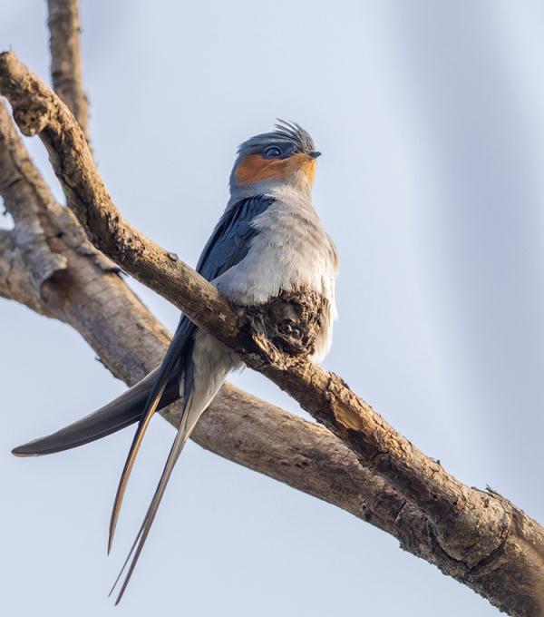 可可爱爱！筑“最小鸟巢”的凤头雨燕进入繁殖期