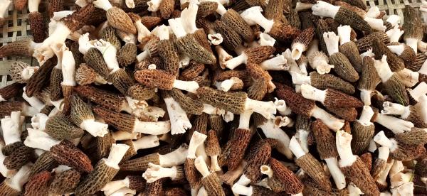 广西南丹:羊肚菌丰收 带来好“钱”景 广西南丹:羊肚菌丰收 带来好“钱”景