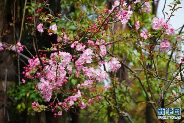 1643株!昆明的花真是开得没完没了 1643株!昆明的花真是开得没完没了