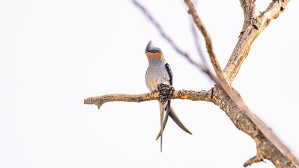 可可爱爱！筑“最小鸟巢”的凤头雨燕进入繁殖期