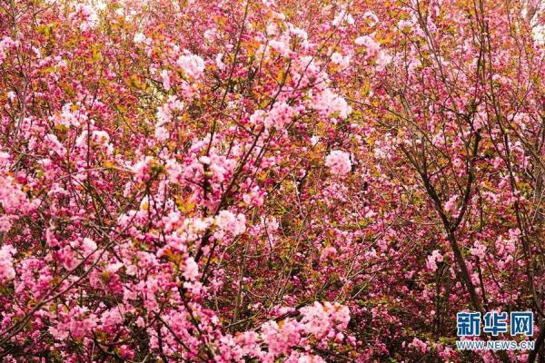 1643株!昆明的花真是开得没完没了 1643株!昆明的花真是开得没完没了