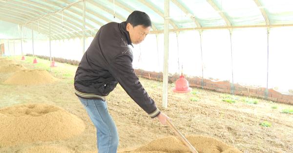 庐江：给土鸡戴“眼镜”、建“健身场”！这个操作厉害了！
