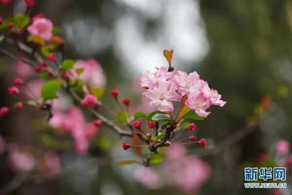 1643株!昆明的花真是开得没完没了 1643株!昆明的花真是开得没完没了