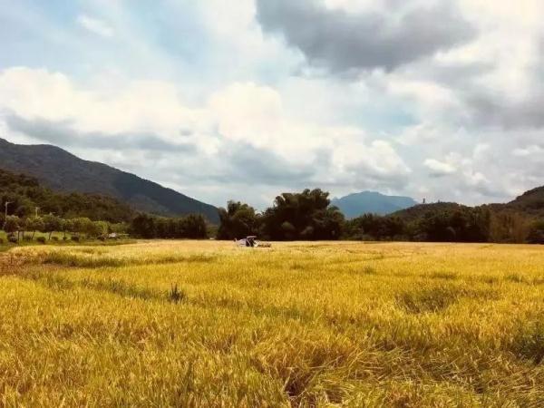 广州十大春季赏花线路公布！