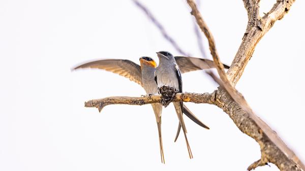 可可爱爱！筑“最小鸟巢”的凤头雨燕进入繁殖期