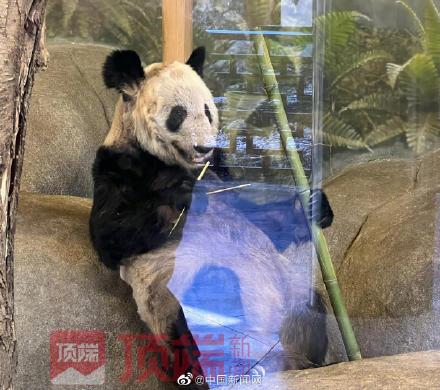 饲养员谈如何照顾年长的丫丫们