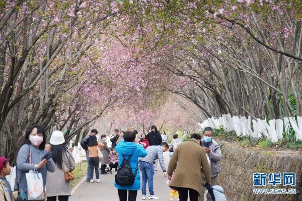 1643株!昆明的花真是开得没完没了 1643株!昆明的花真是开得没完没了