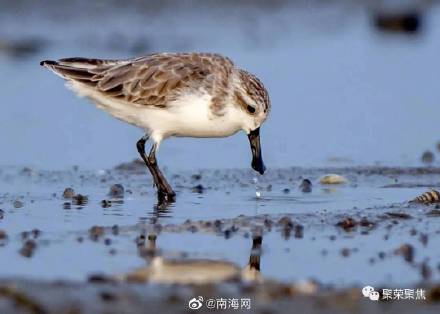 世界濒危鸟种—勺嘴鹬 世界濒危鸟种—勺嘴鹬