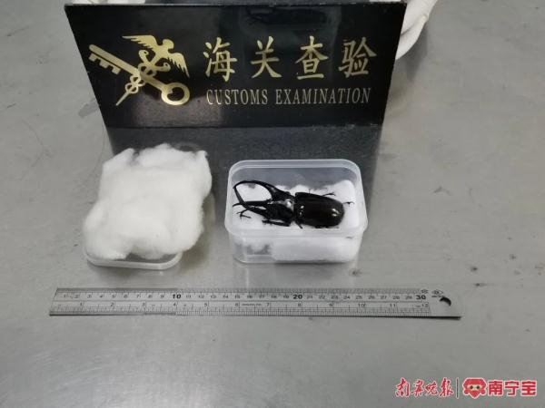 南宁海关在进境邮件里查获“玩具”,打开一看竟是活体 南宁海关在进境邮件里查获“玩具”,打开一看竟是活体